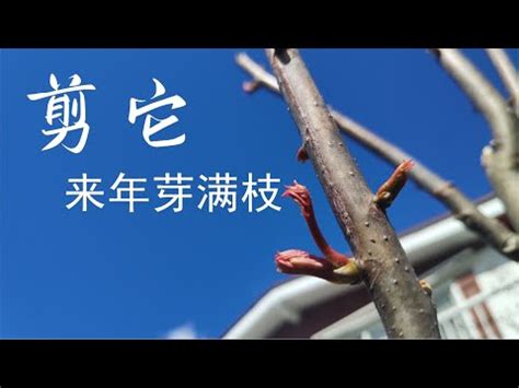 香椿樹幹